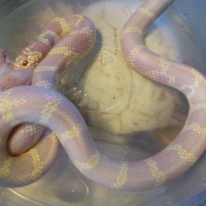 Photo184_Cali_X_Jurassic_het_anery_