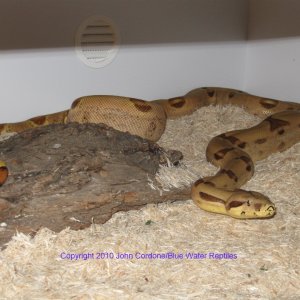 Callisto my Salmon DH Sunglow