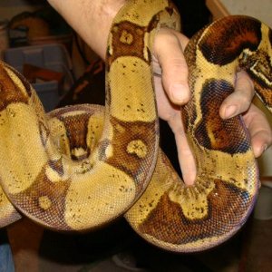 Snakes I own