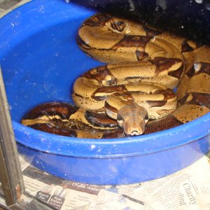 Snakes I own