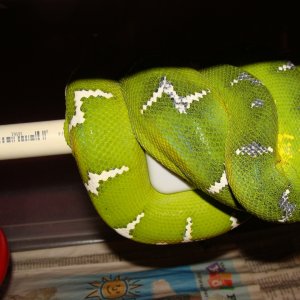 Snakes I own