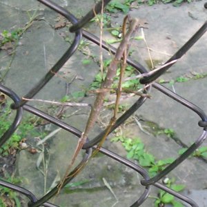 Stick bugs