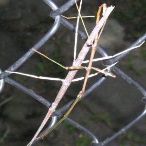 Stick bugs
