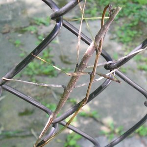 Stick bugs