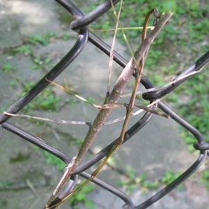 Stick bugs