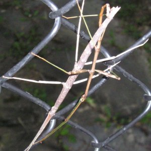 Stick bugs