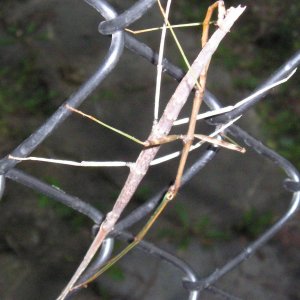 Stick bugs