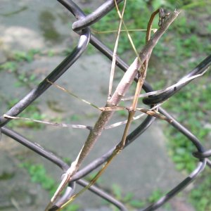 Stick bugs