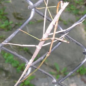 Stick bugs