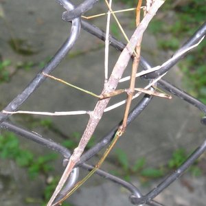 Stick bugs