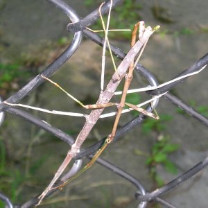 Stick bugs
