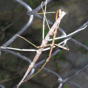 Stick bugs