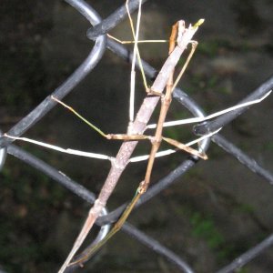 Stick bugs