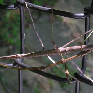 Stick bugs