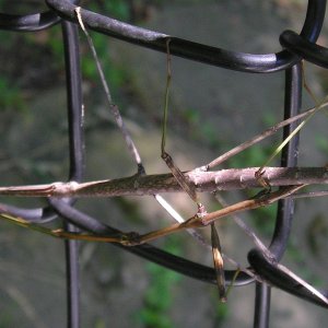Stick bugs