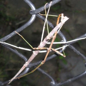 Stick bugs