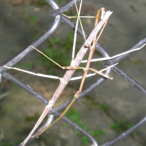 Stick bugs