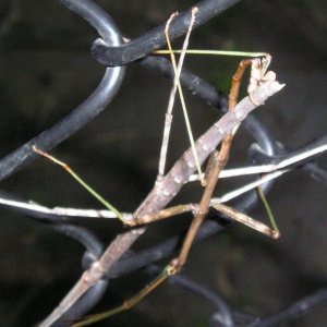 Stick bugs