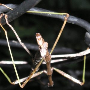Stick bugs