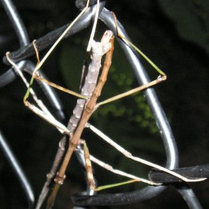 Stick bugs