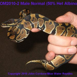 OM2010-2_Normal_Female_PHA