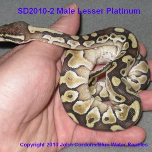 SD2010-2_Lesser_Male