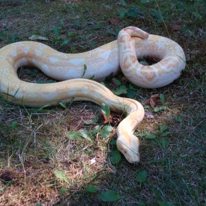 07 0.1 Sharp strain Albino