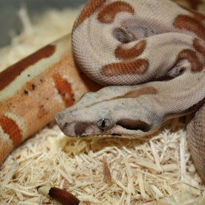 prob Super Hypo Het sharp