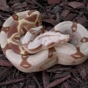 pastel sharp sunglow