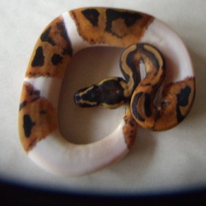 Female Pied