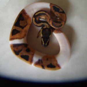 Female Pied