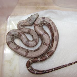 Reverse Stripe Hog Island boa
