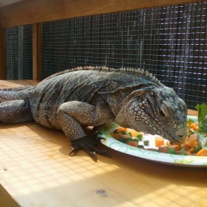CaymanxCuban Iguana