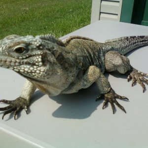 CaymanxCuban Iguana