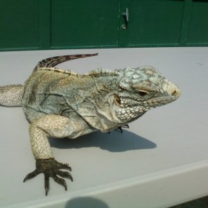CaymanxCuban Iguana
