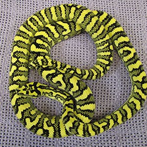 Gamma5 diamond-jungle jaguar