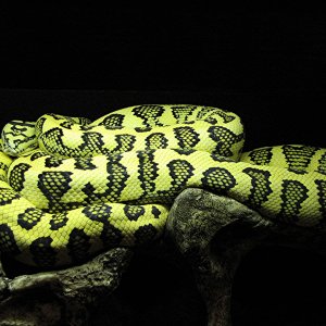 Gamma diamond-jungle jaguar