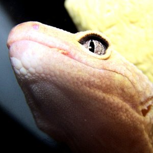 this is cobbler