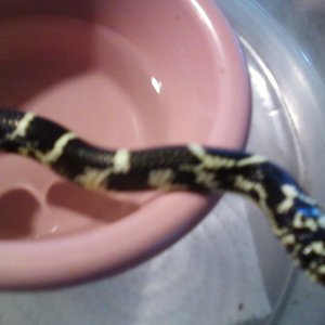 Photo377_currituck_co_n_c_