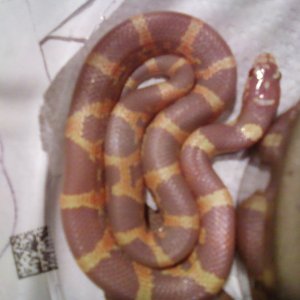 Fl. King x Honduran Milk F2/  2010 hatchlings