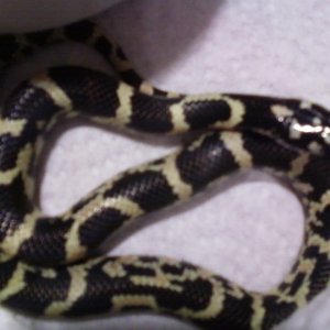 Photo345_fem_hondoking2