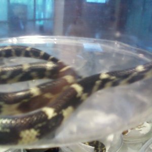 Photo382_hondoking_1