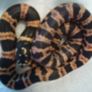 2010 male dbl.het.(anery&alb)Halloween J.