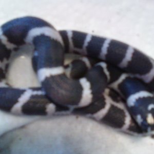 anery J. het.albino