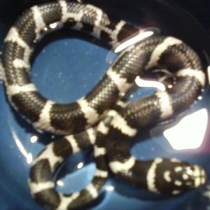 het.albino anery J.