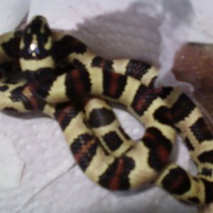2010 male  J.