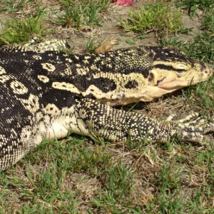 Male Captive Bred Salvator