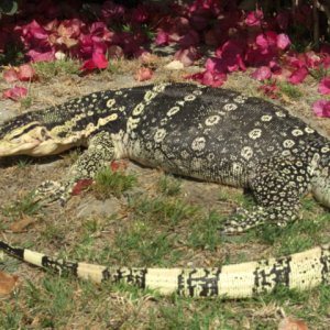 Male Captive Bred Salvator