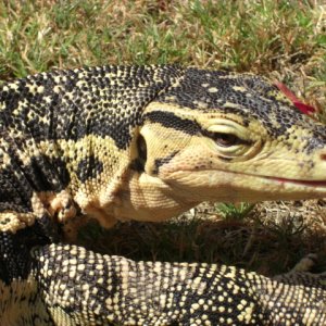 Male Captive Bred Salvator