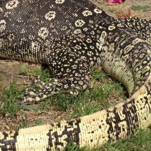 Male Captive Bred Salvator